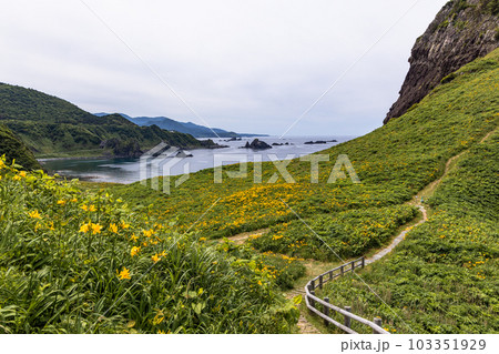 【新潟県･佐渡】大野亀　初夏を飾る花園　5月～6月 103351929