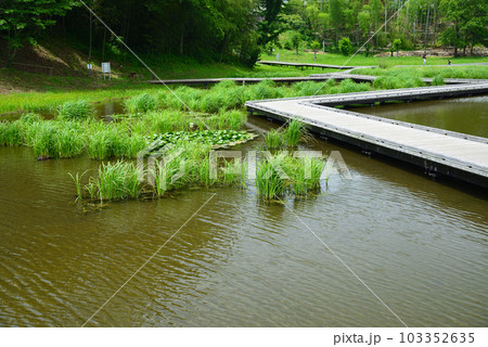 新緑の厳島湿生公園 103352635