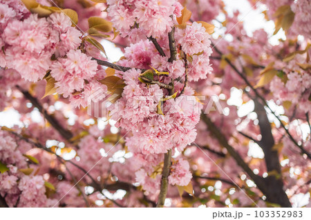 Spring Cherry blossoms, pink flowers in Krakow's old city 103352983