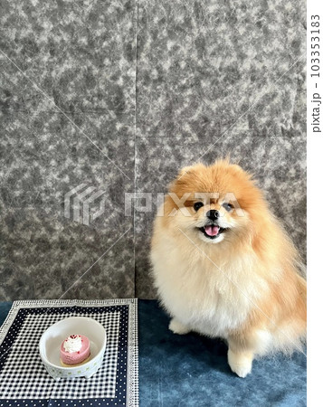 もふもふポメラニアン、ケーキ食べたいと笑顔のショット もふもふポメラニアン、ケーキ食べたいと笑顔のショット 103353183