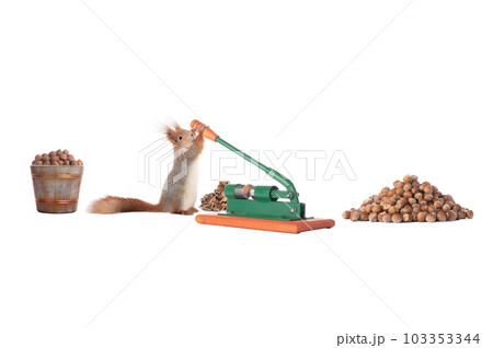 squirrel prepares nuts for winter isolated on white background squirrel prepares nuts for winter isolated on white background 103353344