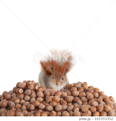 squirrel looks at a lot of hazelnuts isolated on white background squirrel looks at a lot of hazelnuts isolated on white background 103353352