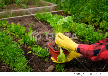 Farmer Harvesting Organic Salad Leaves in the the Greenhouse. Female Hand holding or picking Butterhead Salad Lettuce in her hands. Agricultural Farming. Fresh vegetable. Healthy food concept Farmer Harvesting Organic Salad Leaves in the the Greenhouse. Female Hand holding or picking Butterhead Salad Lettuce in her hands. Agricultural Farming. Fresh vegetable. Healthy food concept 103353492