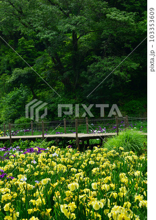 花菖蒲満開の二宮せせらぎ公園 花菖蒲満開の二宮せせらぎ公園 103353609