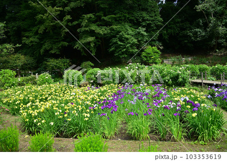 花菖蒲満開の二宮せせらぎ公園 103353619