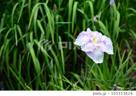 花菖蒲満開の二宮せせらぎ公園 花菖蒲満開の二宮せせらぎ公園 103353628
