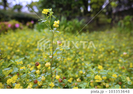 日本の横浜都市景観 雨の中に咲く小さな黄色い花。コメツブツメクサが見頃＝5月29日、横浜市内 103353648