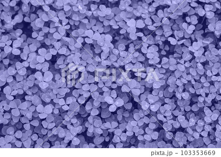 Very Peri Color of the year 2022. Violet. Patch of clover provides a background for St. Patrick s Day images. Clover field Very Peri Color of the year 2022. Violet. Patch of clover provides a background for St. Patrick s Day images. Clover field 103353669