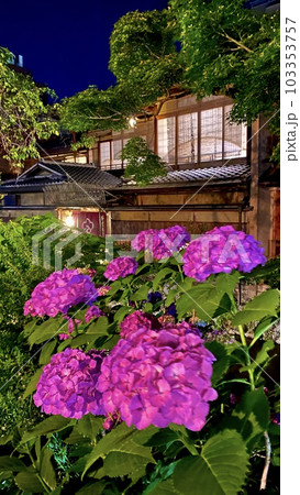 紫陽花の花 紫陽花の花 103353757