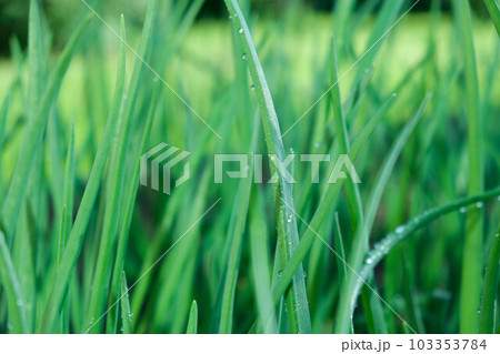 Young green onion plants in the field. Green onion are grown in plantation. Green onions, bunches tied. Rows of Onions. organic young green onion plants growng in a greenhouse 103353784