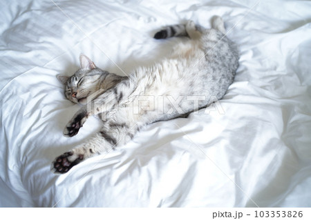 眠るエジプシャンマウ 眠るエジプシャンマウ 103353826