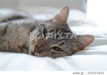 眠るエジプシャンマウ 眠るエジプシャンマウ 103353832