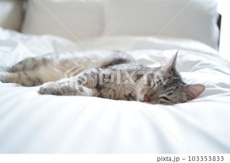 眠るエジプシャンマウ 103353833