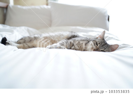 眠るエジプシャンマウ 眠るエジプシャンマウ 103353835