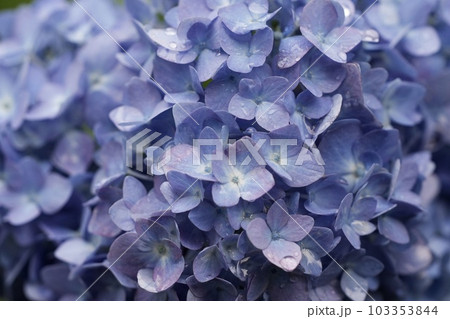 画面いっぱいの紫陽花 画面いっぱいの紫陽花 103353844
