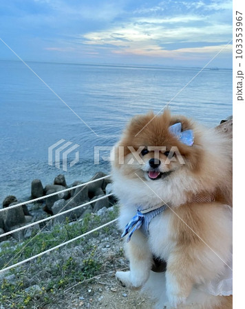 夕暮れの海を背景に笑顔のもふもふポメラニアン 103353967