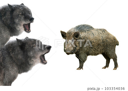 wild boar and canadian wolfs isolated on white background wild boar and canadian wolfs isolated on white background 103354036