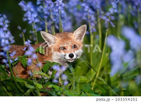 Red fox amongst bluebells in spring 103354101