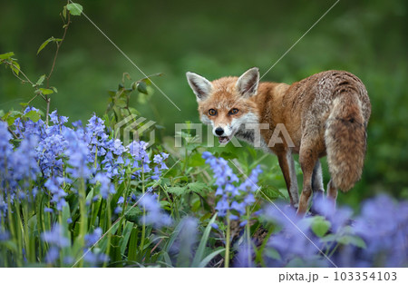 Red fox amongst bluebells in spring 103354103