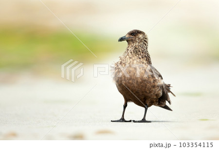 Great Skua on a sandy coastal area 103354115