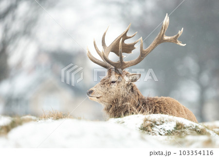 Red Deer stag laying on frosted grass in winter Red Deer stag laying on frosted grass in winter 103354116