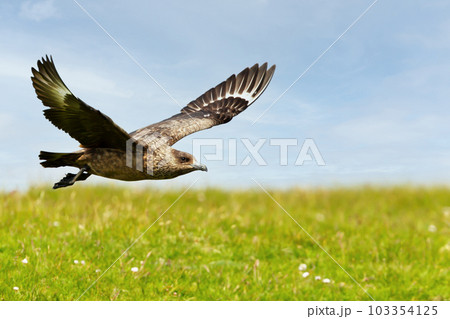 Close-up of a Great skua in flight Close-up of a Great skua in flight 103354125