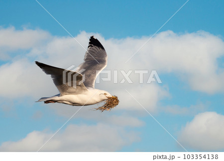 European herring gull in flight with nesting material against blue cloudy sky European herring gull in flight with nesting material against blue cloudy sky 103354138