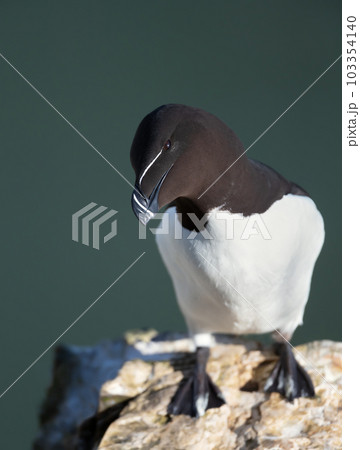 Close-up of a Razorbill perched on a rock Close-up of a Razorbill perched on a rock 103354140