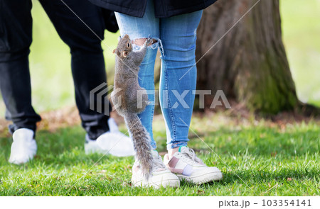 A hungry grey squirrel climbing up pant leg for food 103354141