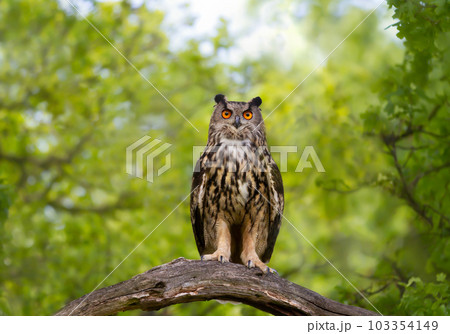 Eurasian Eagle Owl perched on a tree branch 103354149
