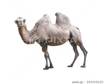 Camelus bactrianus on a white background Camelus bactrianus on a white background 103354225