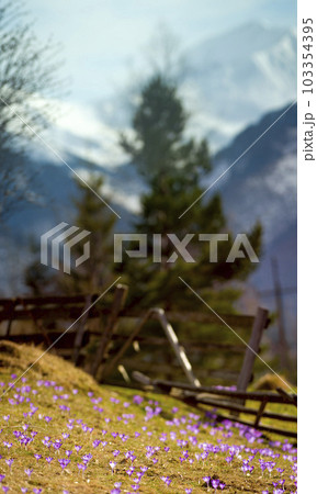 saffron under the snow. Koscielisko Tatras, Poland 103354395