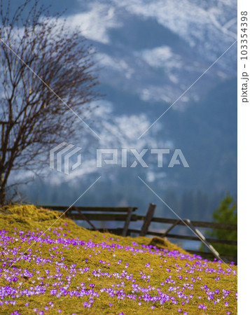 saffron under the snow. Koscielisko Tatras, Poland 103354398