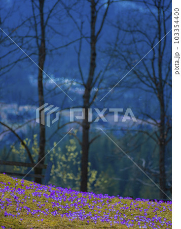 saffron under the snow. Koscielisko Tatras, Poland 103354400