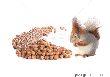 squirrel looks at a lot of hazelnuts isolated on white background squirrel looks at a lot of hazelnuts isolated on white background 103354402