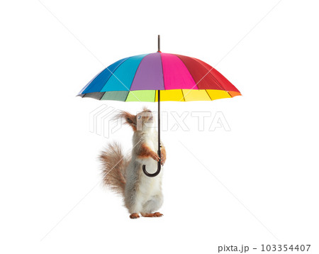squirrel holding colorful umbrella isolated on white background 103354407