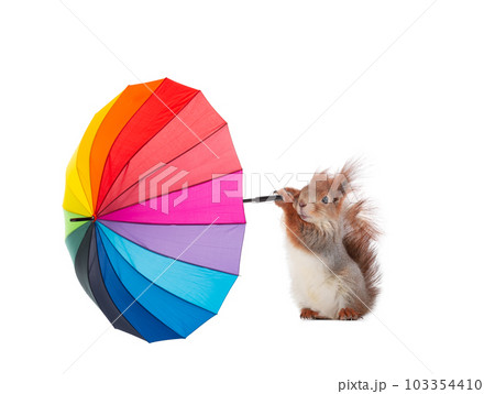 gusts of wind pulls out an umbrella from the paws of a squirrel isolated on a white background gusts of wind pulls out an umbrella from the paws of a squirrel isolated on a white background 103354410