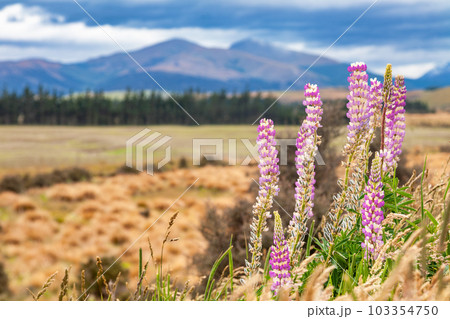 New Zealand landscape with Lupins 103354750