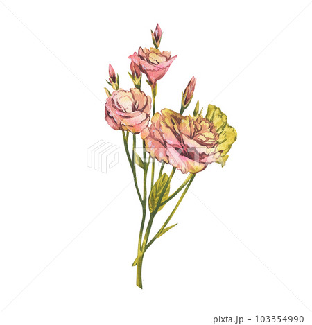 Eustoma flower isolated on white background. Watercolor hand draw botanic lisianthus sketch illustration. Art for design 103354990