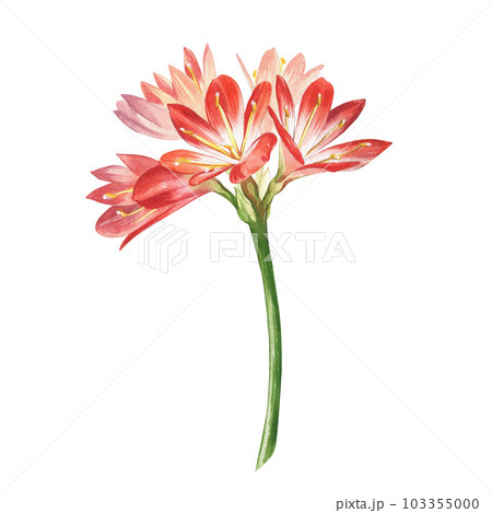 Red hippeastrum flowers isolated on white background. Watercolor hand drawn amaryllis plant illustration. Art for design Red hippeastrum flowers isolated on white background. Watercolor hand drawn amaryllis plant illustration. Art for design 103355000