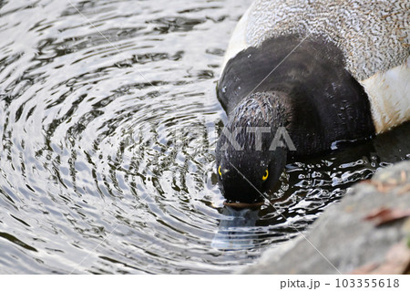 ハジロガモの仲間　キンクロハジロ 103355618
