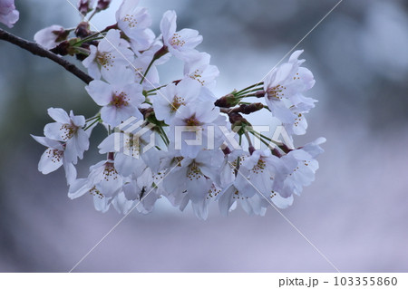 春爛漫満開 103355860