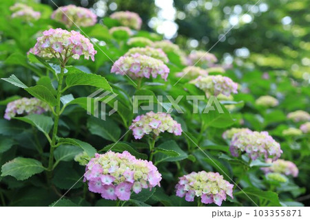 花壇に咲き乱れる紫陽花 103355871