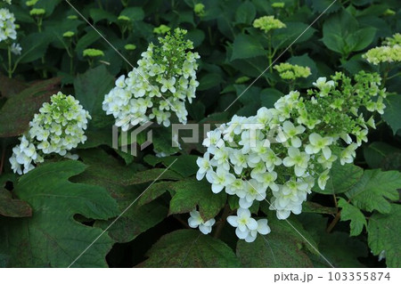 花壇に咲き乱れる紫陽花 103355874