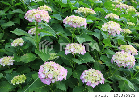 花壇に咲き乱れる紫陽花 花壇に咲き乱れる紫陽花 103355875