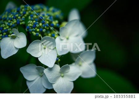 暗い背景に浮き出た紫陽花の花の写真素材 [103355881] - PIXTA