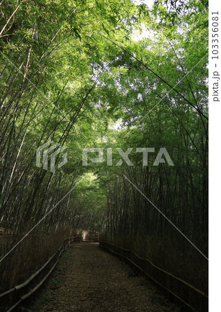 竹林の散歩道 103356081