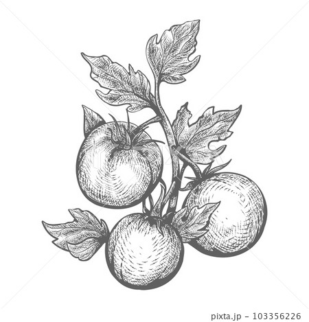 Tomato plant hand drawn engraving - Stock Illustration