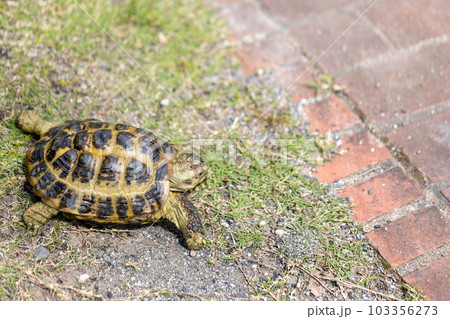 散歩するロシア陸亀　ロシアリクガメ　陸亀 103356273