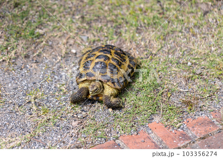 散歩するロシア陸亀　ロシアリクガメ　陸亀 103356274
